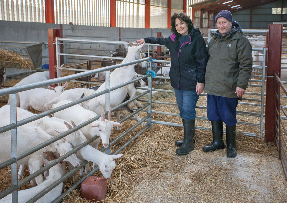 GREAT GOATS FOR FINE CHEESES