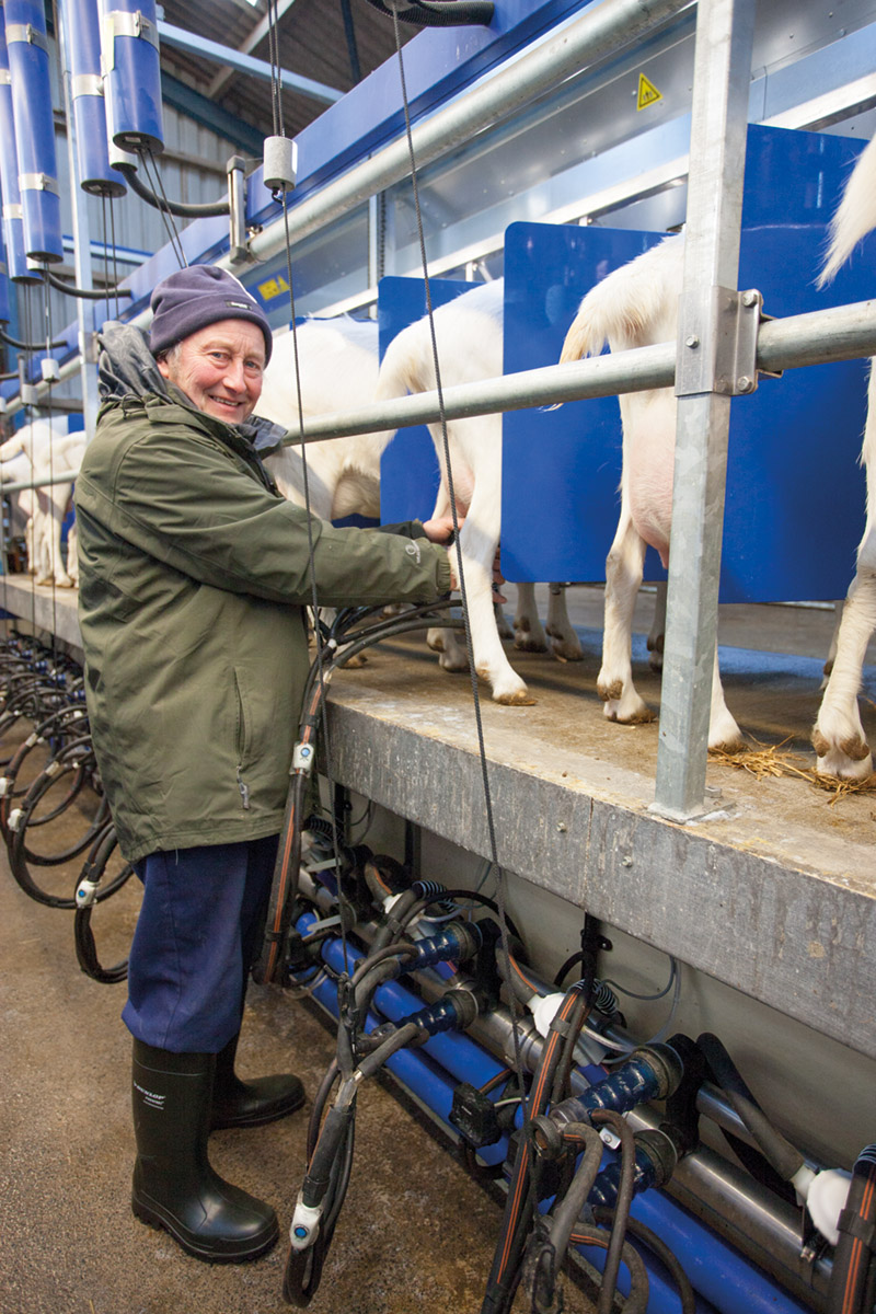 farmer milking goats
