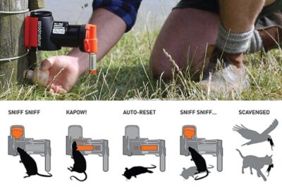 HUMANE, NON-TOXIC TRAPS