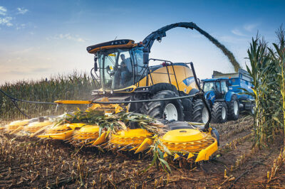 Maize harvest around the corner