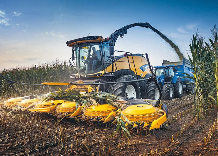 Maize harvest around the corner