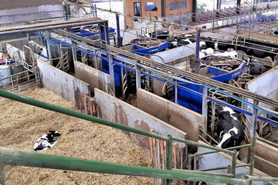 Capitalising on organic dairy opportunities