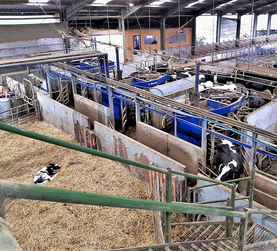 Capitalising on organic dairy opportunities