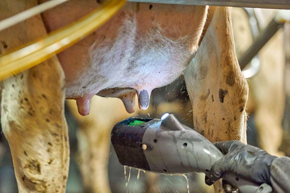 Teatscrubber saves you money and improves cow health