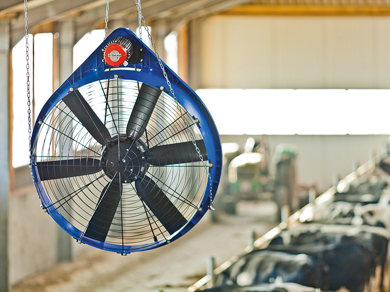 Keep your cows comfortable this summer with fans and fly control