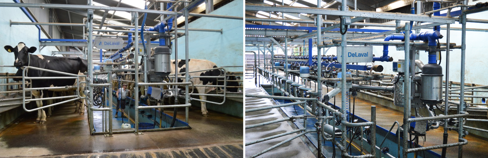 New DeLaval 16-32 milking parlour in action