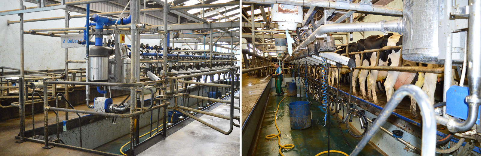 Old DeLaval 32 milking parlour converted to 16-32