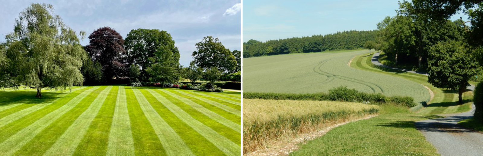 Mown Lawn and Field Boundaries
