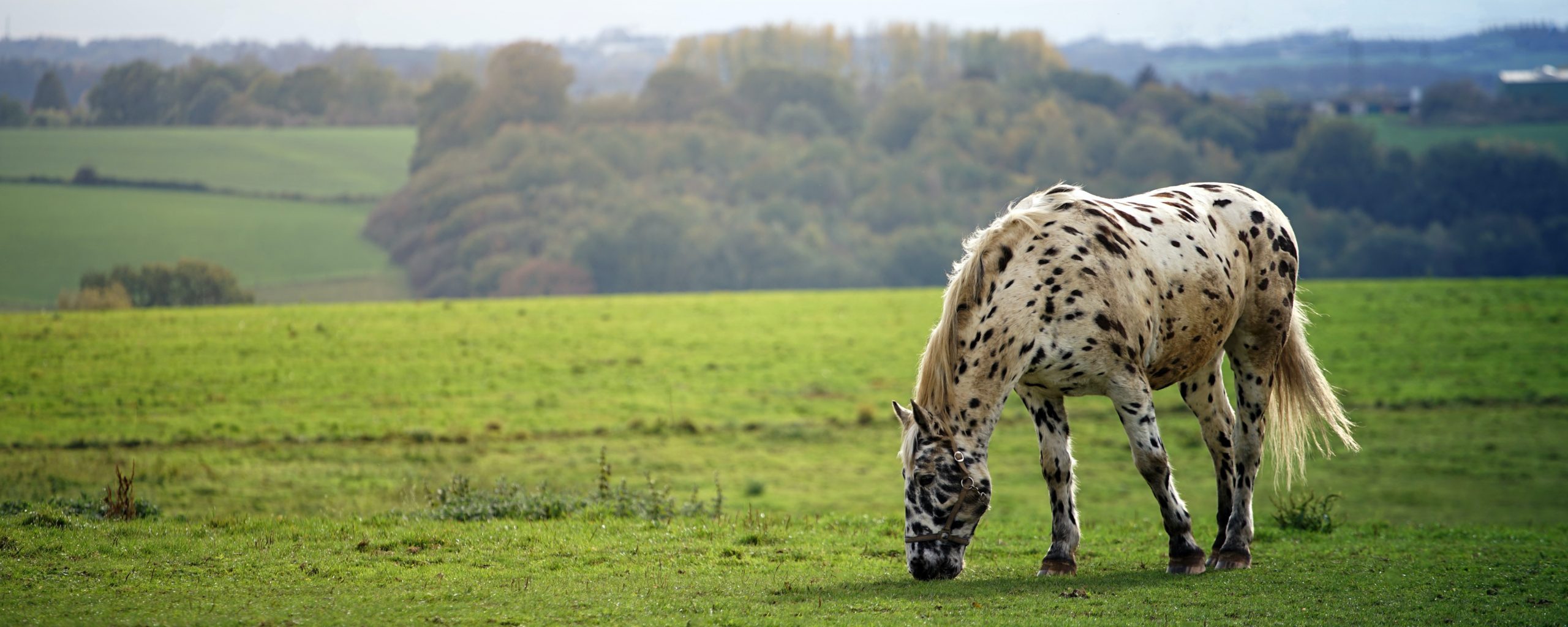 Protect your Horses from the Pesky Pests