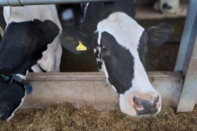 Delaval Equipment Eligible for Farming, Equipment & Technology Grant 2023