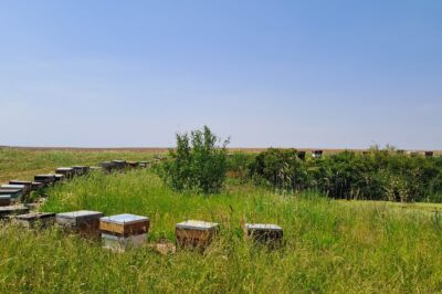 A New Approach to Pests