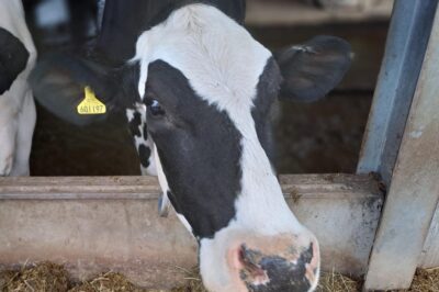 Keeping it clean with Hoofcount