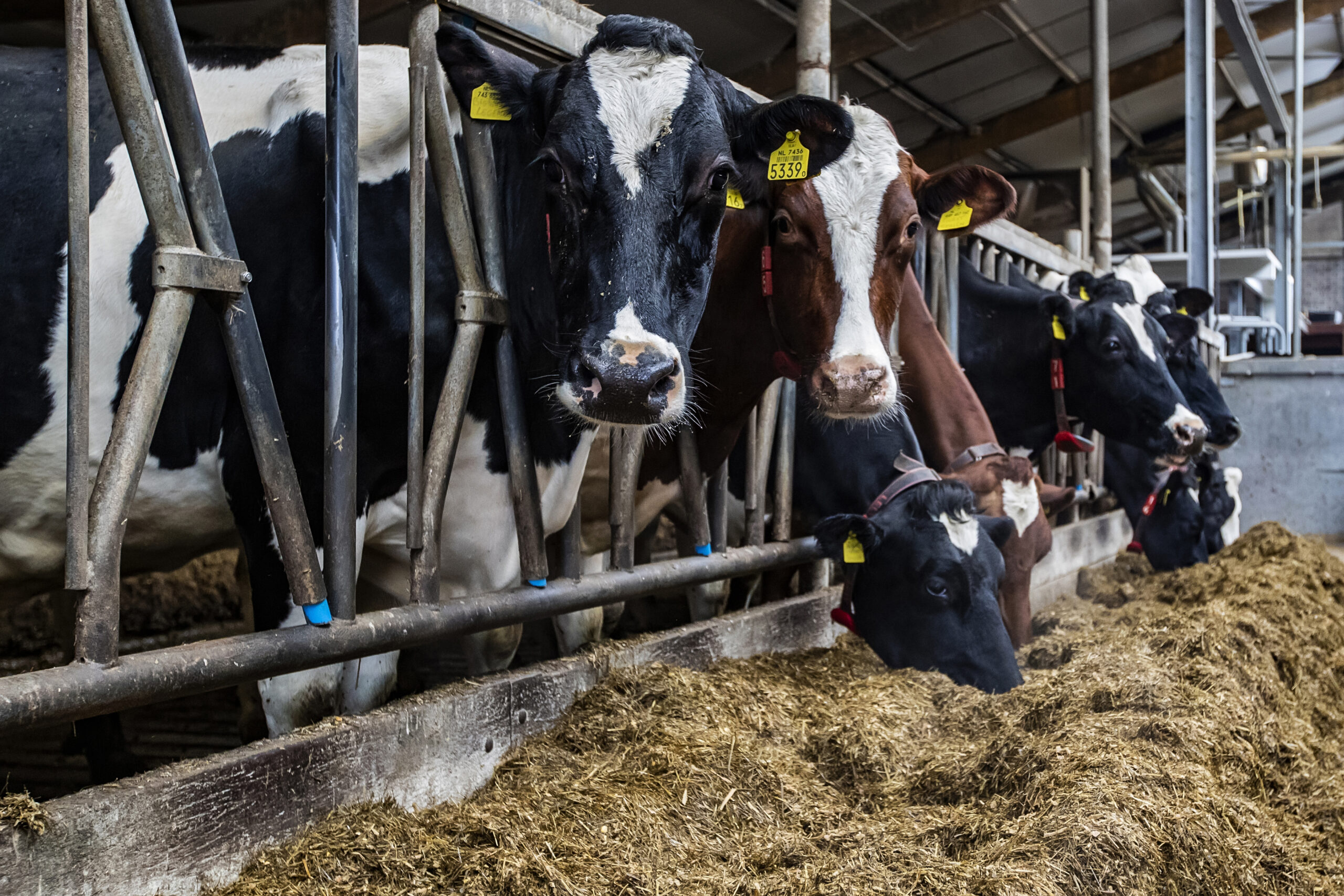 Chris Newey on the value of a Dairy Open Day