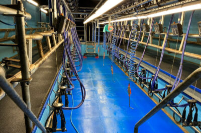 DeLaval’s 50° Herringbone parlour ups the ante for Jersey Manor Farm