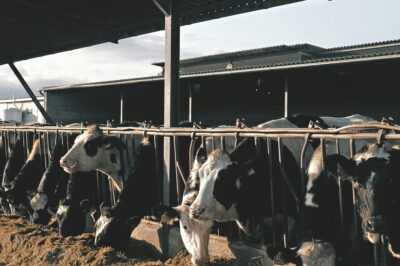 New rules introduced by the Government to support dairy farmers