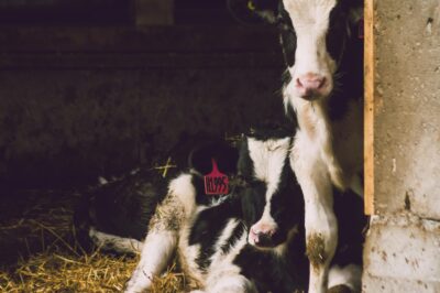 Kick Start by Nettex