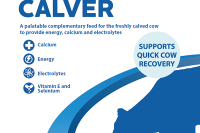 Support fast cow recovery with Fresh Calver