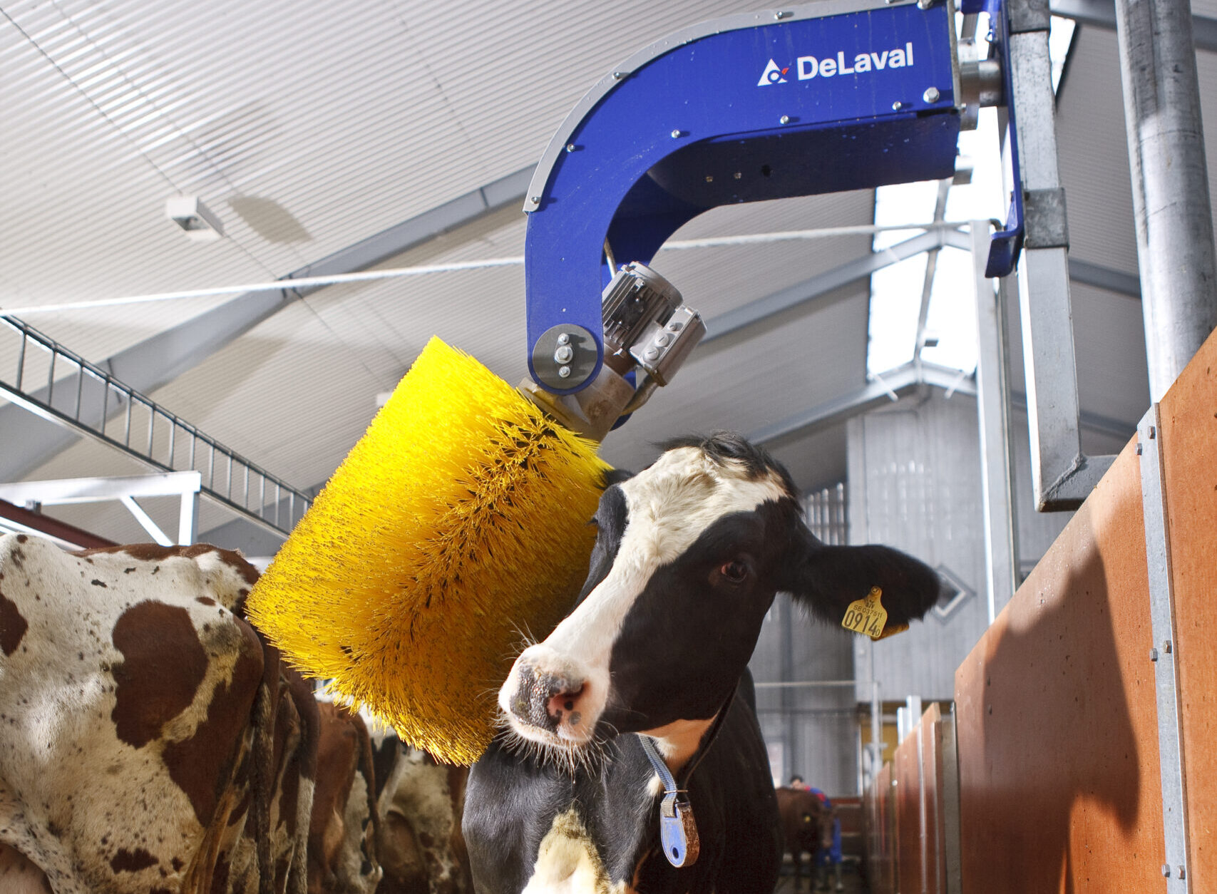 FETF Grant – Cow Brushes